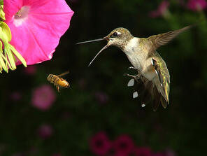 google hummingbird content seo