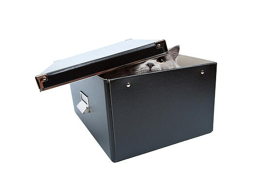 cat_in_black_box