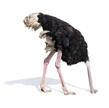 ostrich-burying-head-in-sand